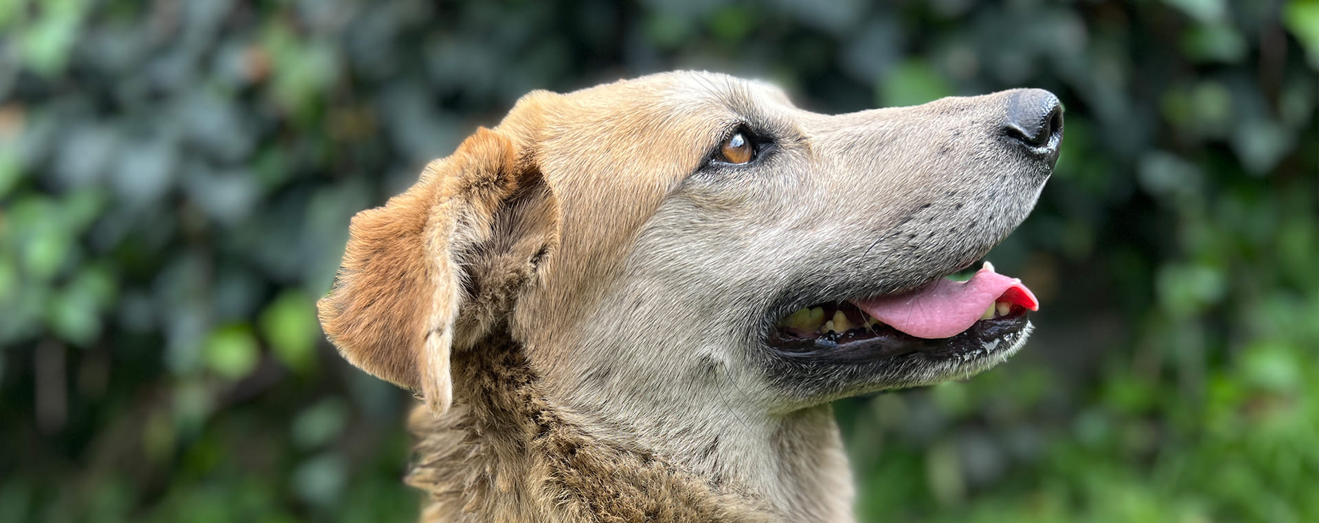 Fundacion Dog Walking