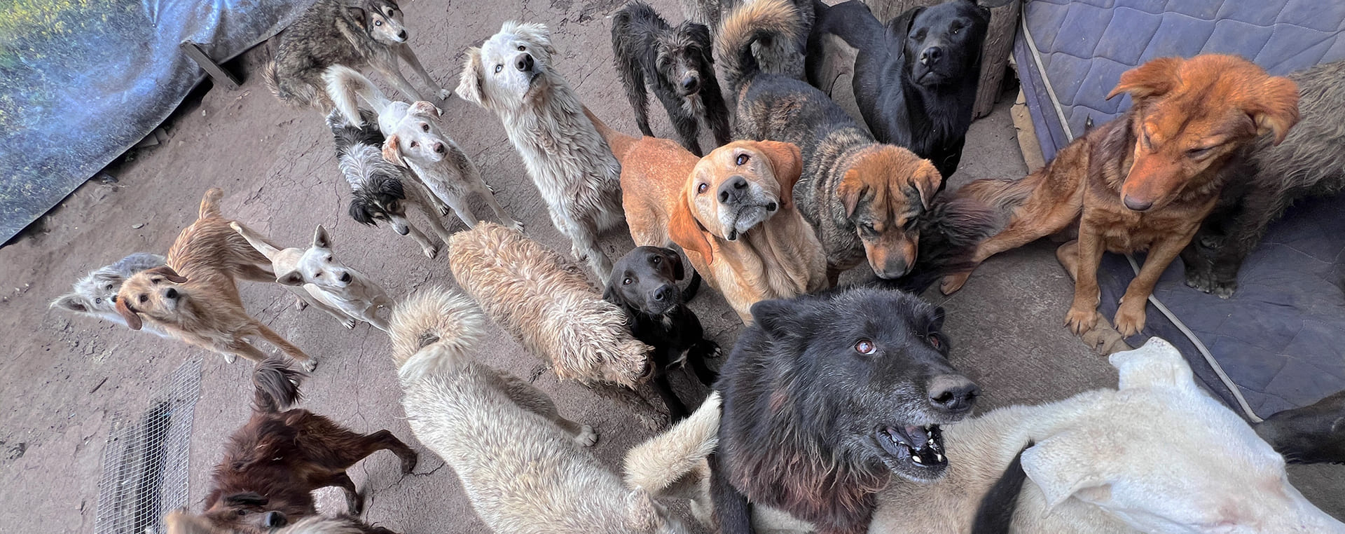 perritos Dog Walking