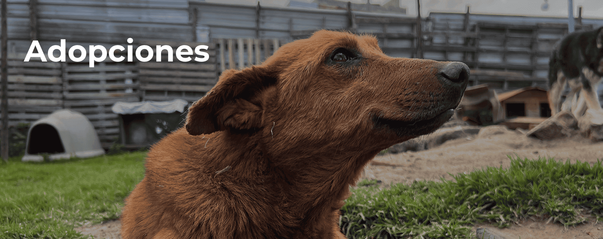 Adopciones Fundación Dog walking