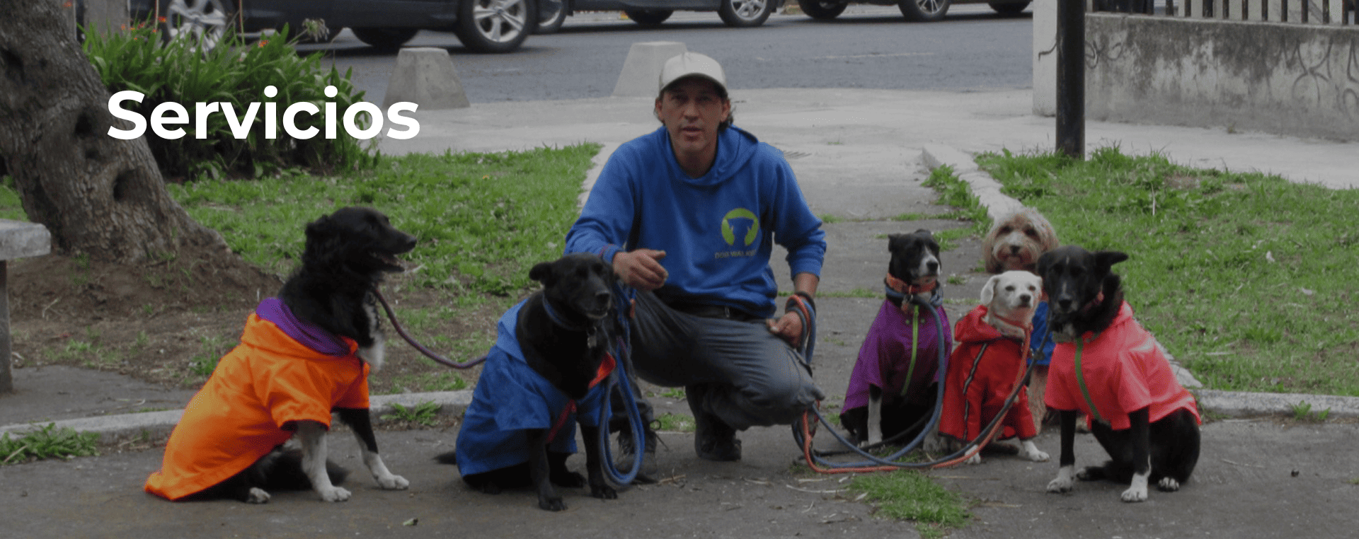 Servicios fundación Dog Walking