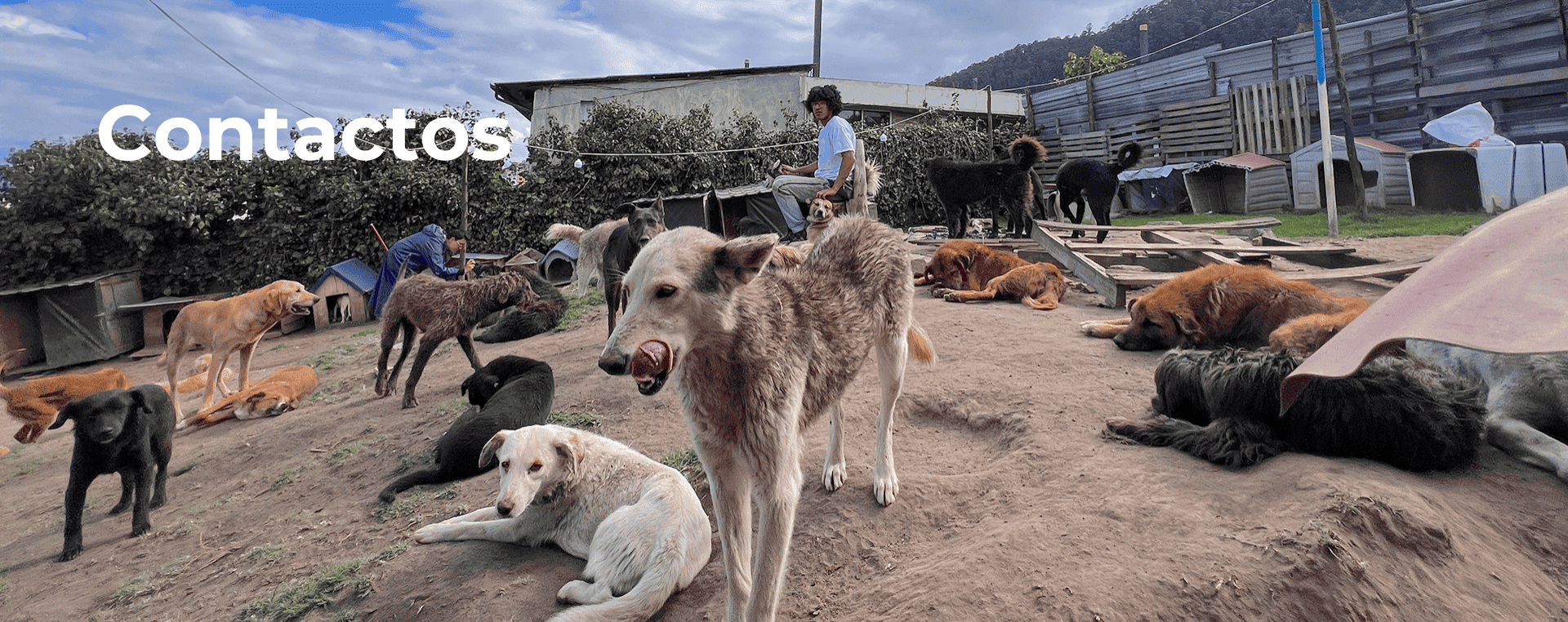 Contacto Fundación Dog Walking
