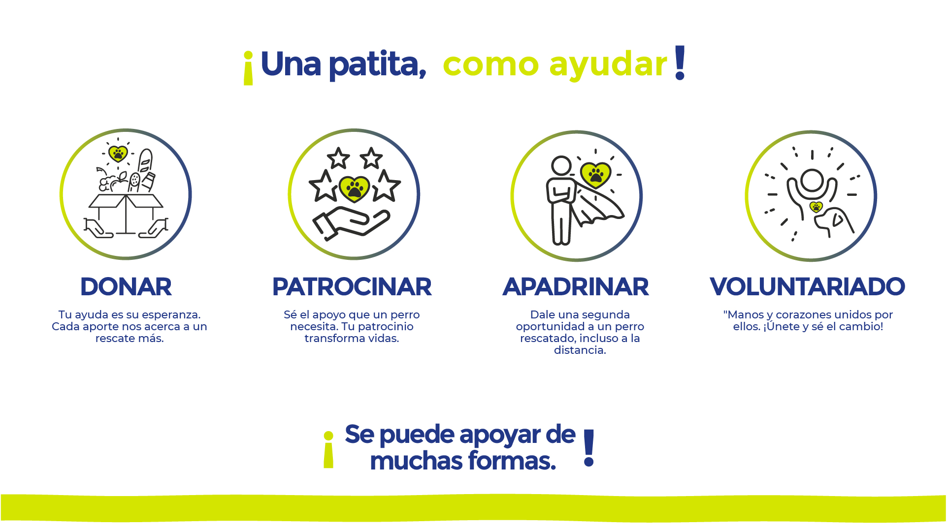 Como ayudar a Dog Walking