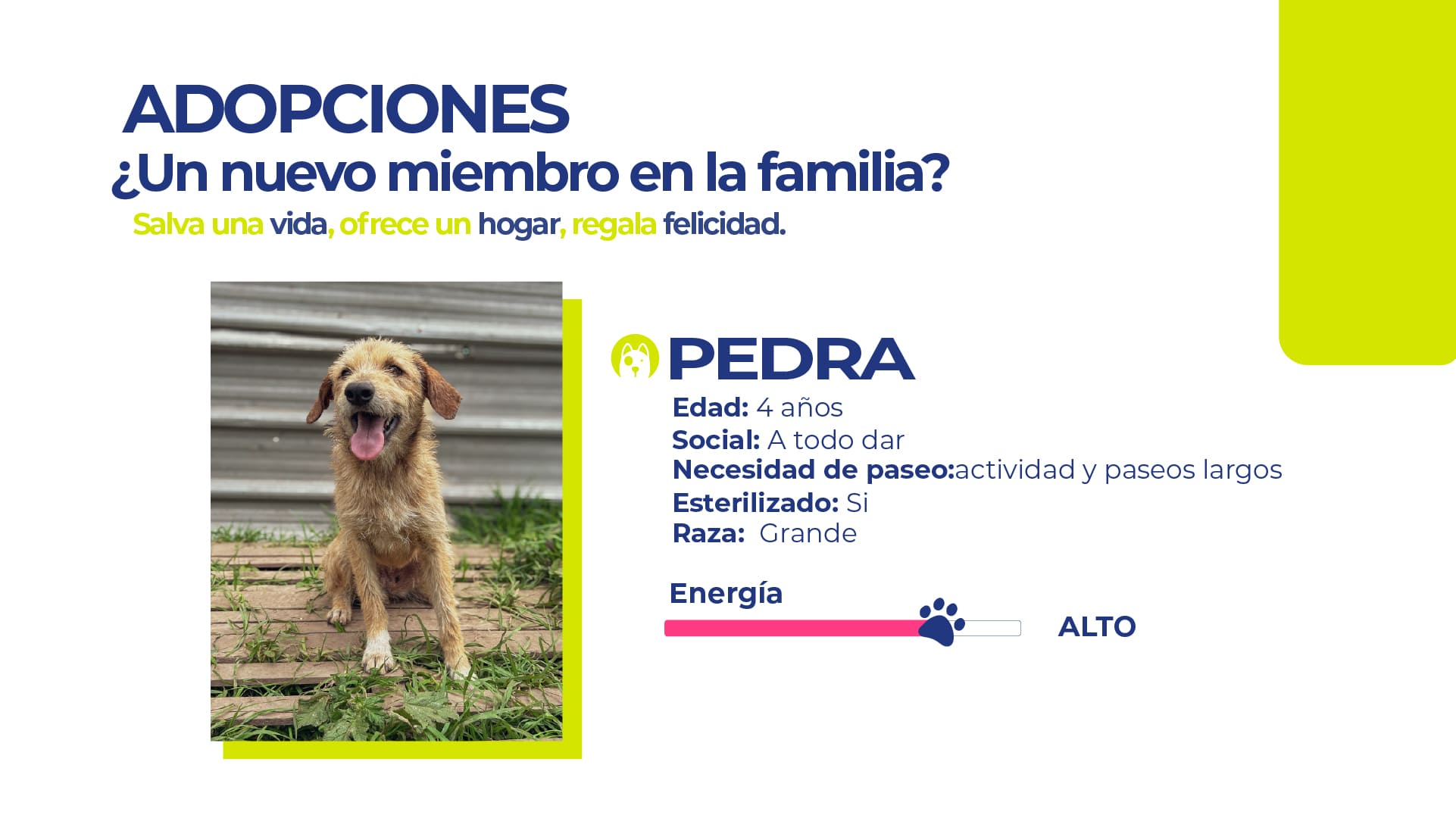 Adopta un perrito Quito