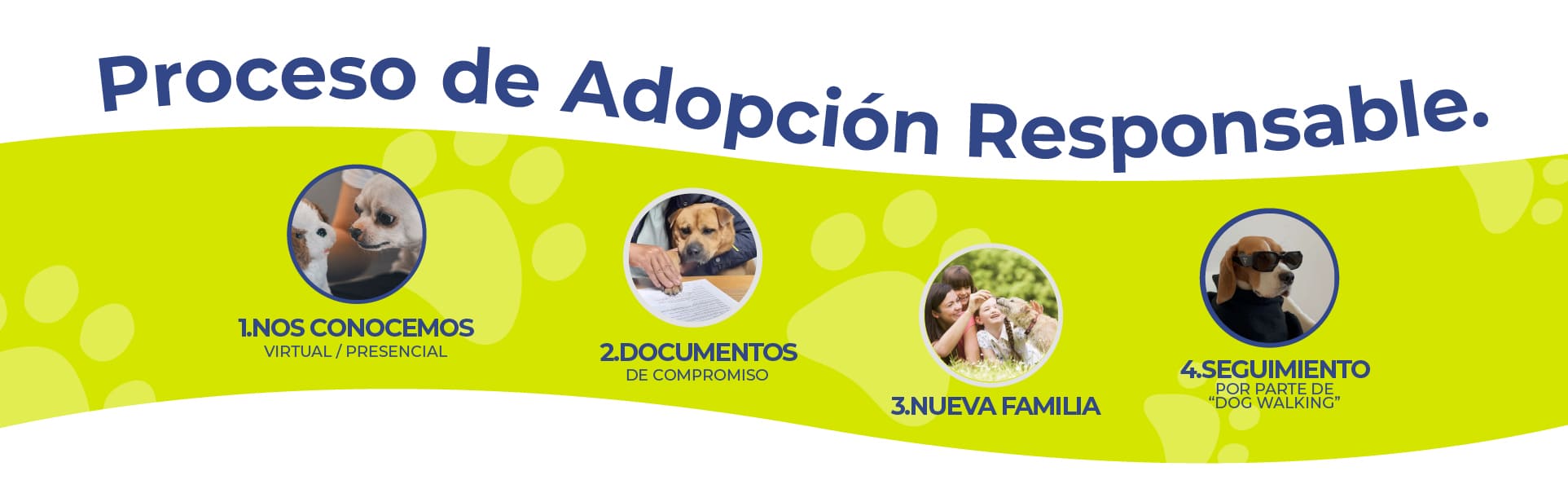 Proceso de adopción Dog Walking