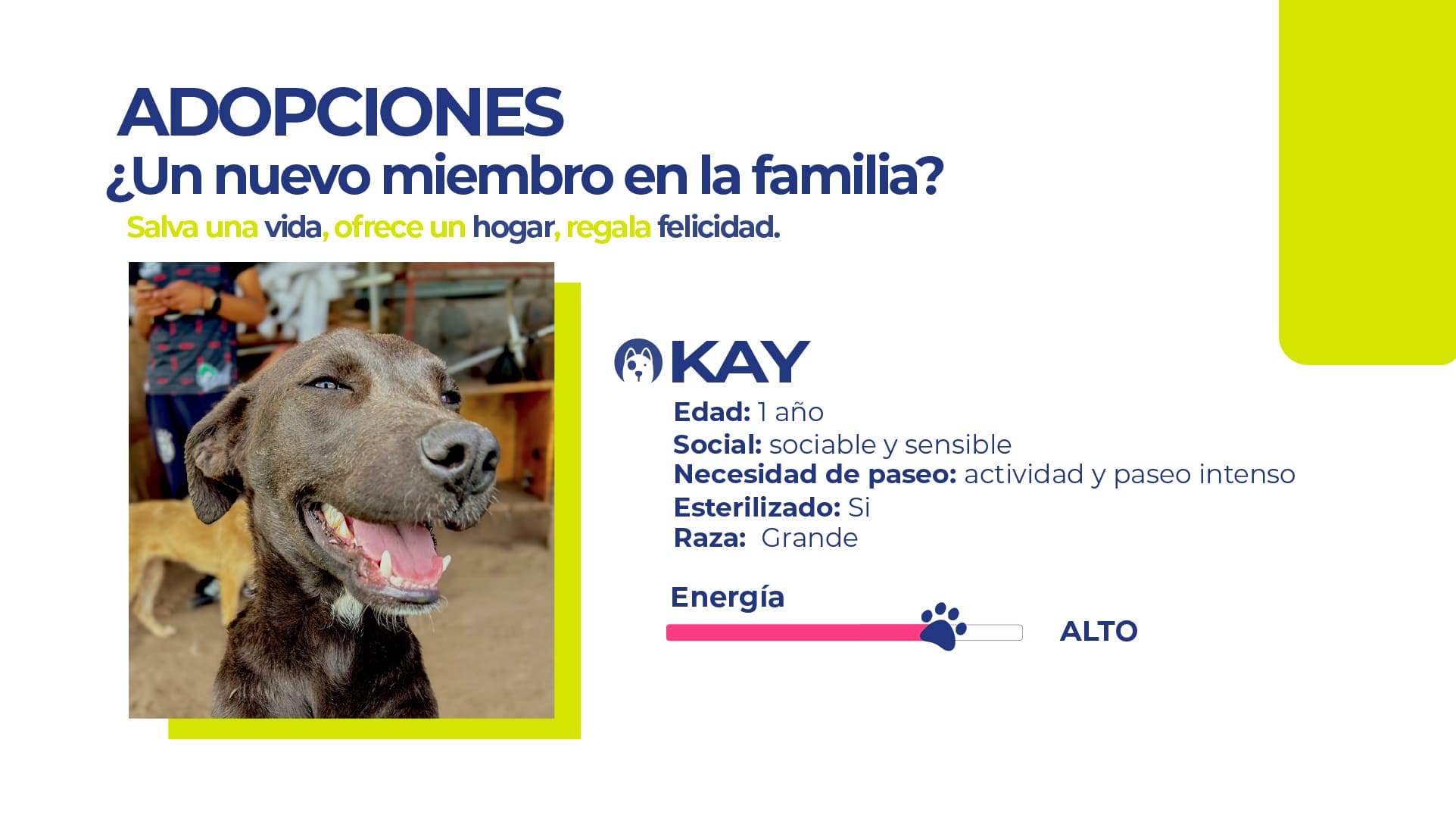 adopcion KAY