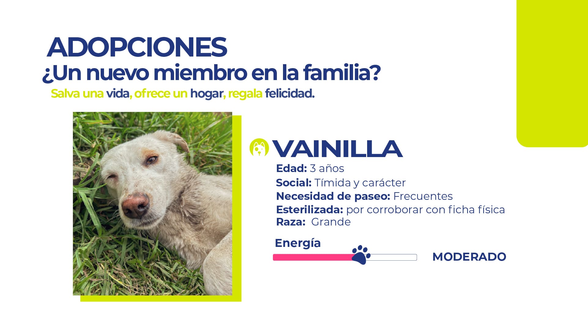 Adopta un perrito Quito