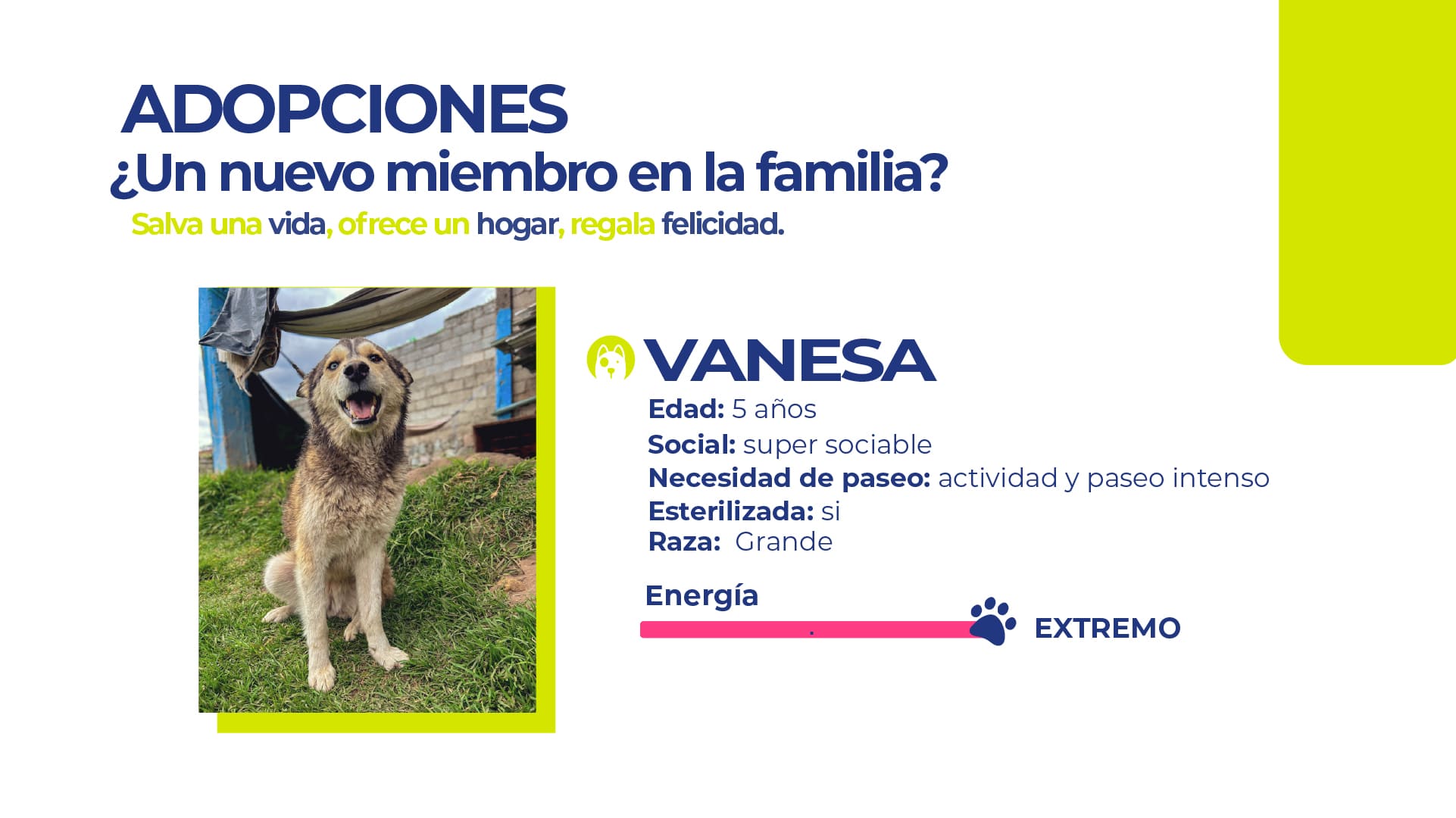 Adopta un perrito Quito